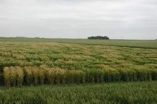 This is a nursery for barley.