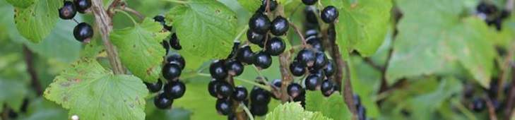 Some black currant berries.