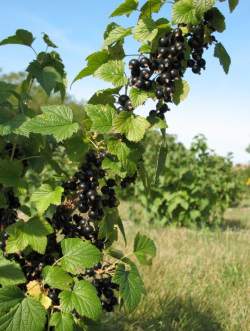 A branch full of black currants.