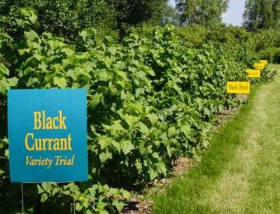 This is the Northern Hardy Fruit Orchard with some of the fruits it produces.