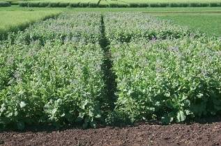 This is a borage variety trial.