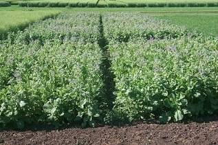 Borage Variety Trials