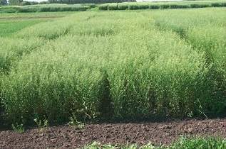 This is a camelina variety trial. 