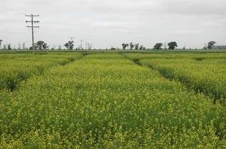 These are some canola plots near carrington.