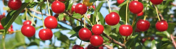 A few red cherries on a branch.