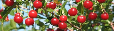 Cherry Banner