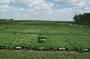 This is a chickpea variety trial.