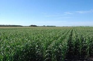 Corn Trials at Carrington