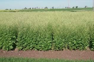 This is a crambe variety trial.