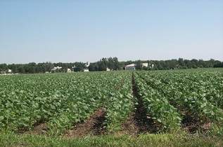 These are some dry beans.