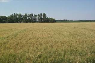 This is some durum wheat.