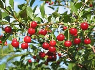 Dwarf Sour Cherries