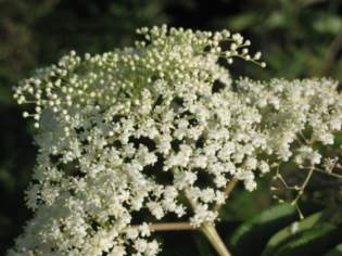 This is some elderberry plants.