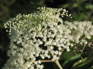 Elderberry Flowers