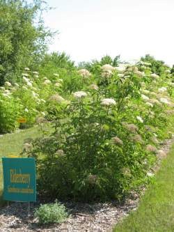 Elderberry