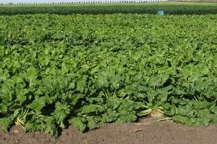 This is an energy sugarbeet variety trial.