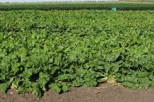 Energy Sugarbeet Variety Trial