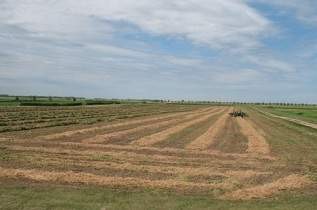 Forage Pea Windrows