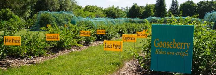 An overview of the gooseberry section of the orchard.