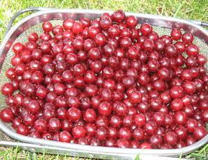 A basket of fruit prepared to be weighed.