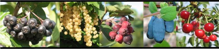 A collage of fruits grown at the CREC.