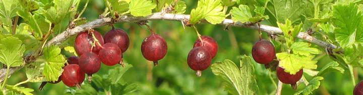 Some gooseberries hanging from the plant.
