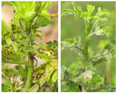 Two gooseberry plants that are infected.