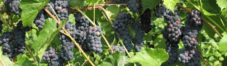 Several grape bunches hanging from the vine.