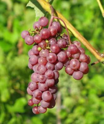A cluster of grapes.