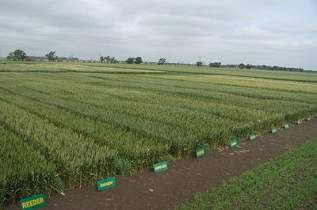 This is a hard red spring wheat variety trial.