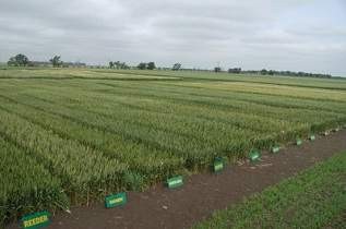 Hard Red Spring Wheat Variety Trial