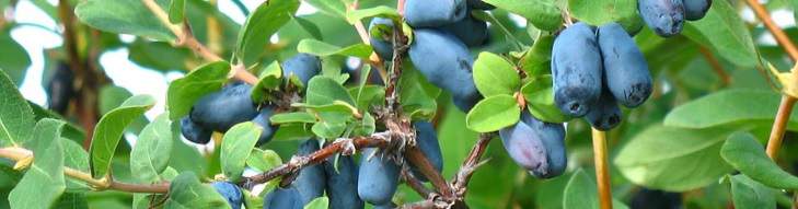 Some blue haskap berries on the plant.