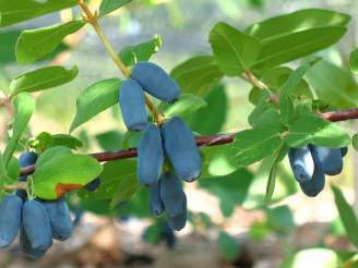 A closeup of a haskap berry cluster.