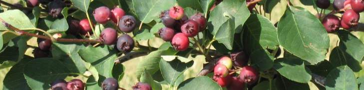 Juneberry clusters on the plant.