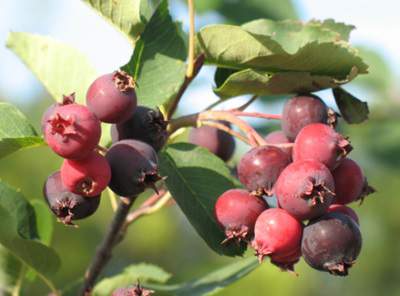 A closeup of a juneberry cluster.