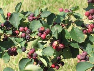 Juneberry