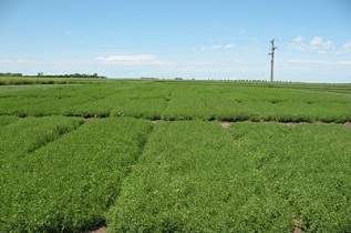 These are some plots of lentils.