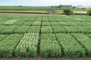 Lupin Germplasm Evaluation