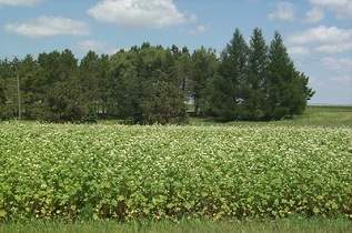 This is manor buckwheat increase.