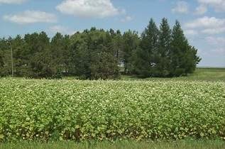 Manor Buckwheat Increase