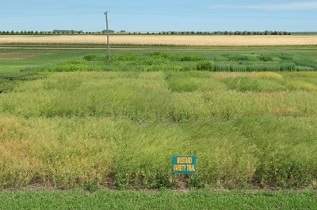 This is a mustard variety trial.