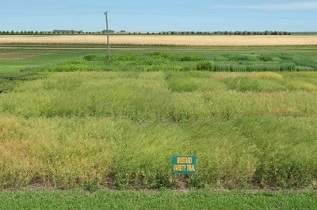 Mustard Variety Trial