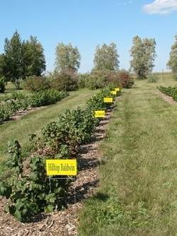 Northern Hardy Fruit Orchard