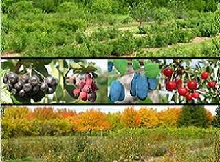 Northern Hardy Fruit Orchard2