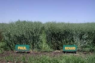 Oat Variety Trial