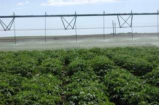 This is an organic potato variety trial.