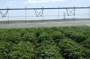 Organic Potato Variety Trial