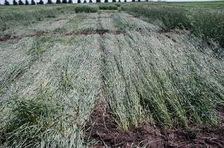 This is some organic rye that was rolled with the roller/crimper.