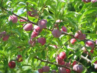 These are some plums.