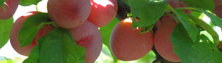 Closeup of a few plums.